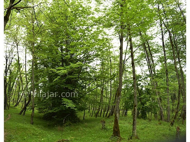 عکس شماره 4 - جنگل و دریاچه لفور