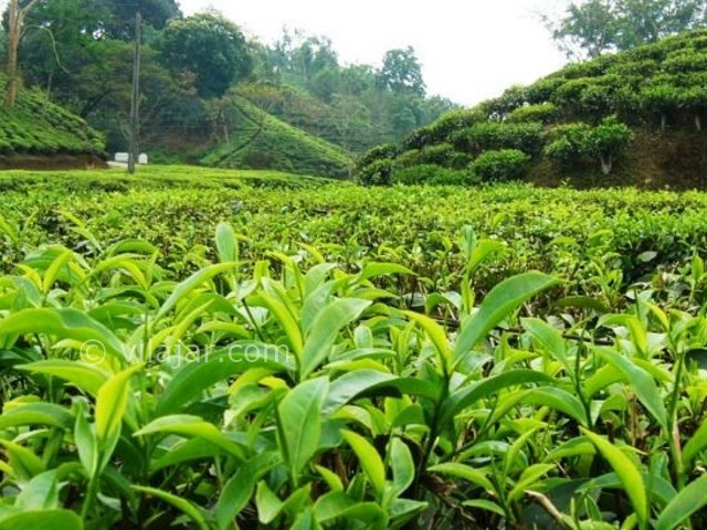 عکس شماره 9 - سوغات استان گیلان