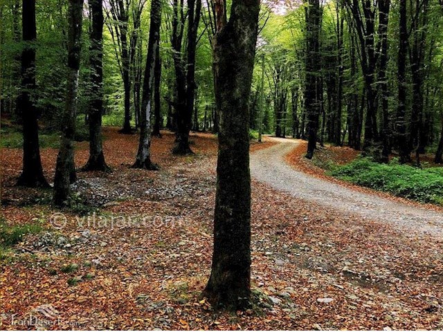 عکس شماره 3 - روستا و جنگل درازنو کردکوی