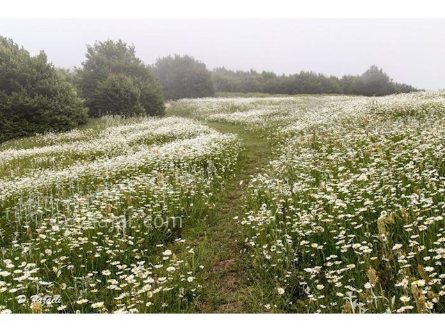 عکس شماره 7 - آبشار لاتون در گیلان