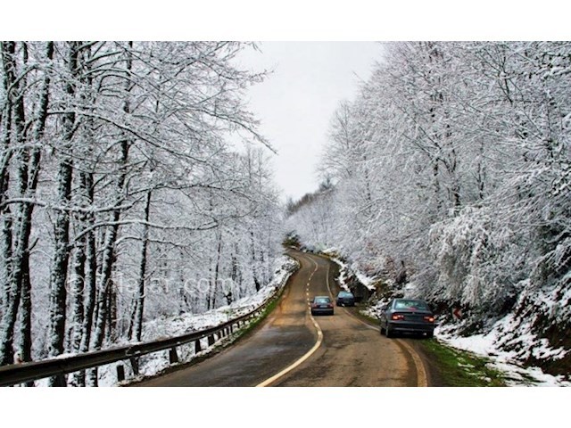 عکس شماره 3 - جنگل عباس آباد