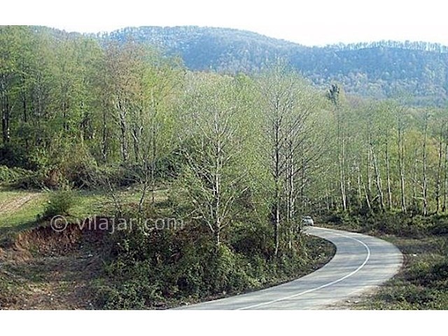 عکس شماره 4 - جنگل عباس آباد