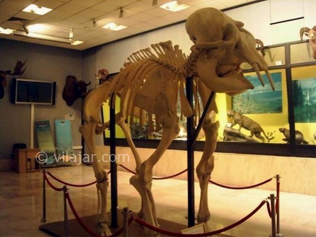 عکس اصلی شماره 1 - موزه حیات وحش خشکه داران