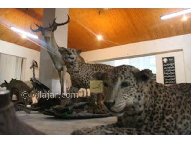 عکس اصلی شماره 4 - موزه حیات وحش خشکه داران