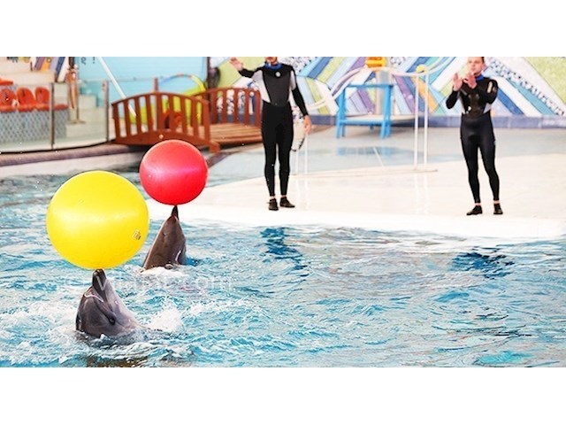 عکس شماره 4 - پارک دلفین برج میلاد تهران