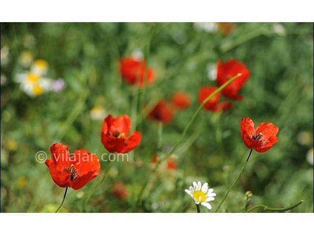 عکس شماره 3 - دشت شقایق گلستان