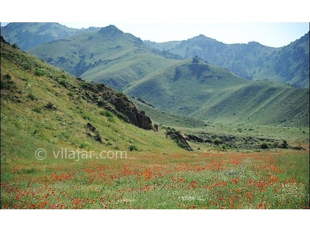 عکس شماره 4 - دشت شقایق گلستان