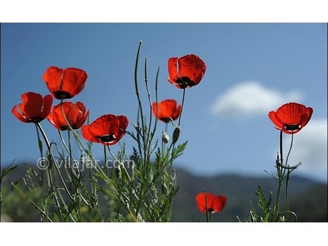 عکس شماره 5 - دشت شقایق گلستان