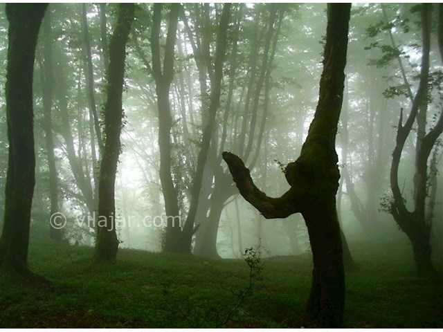 عکس شماره 5 - لیلا کوه لنگرود