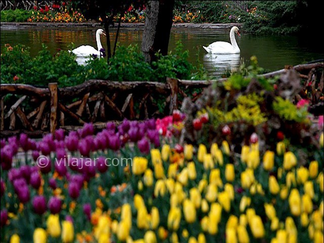 عکس شماره 4 - باغ گلها (پارک چمران) در کرج