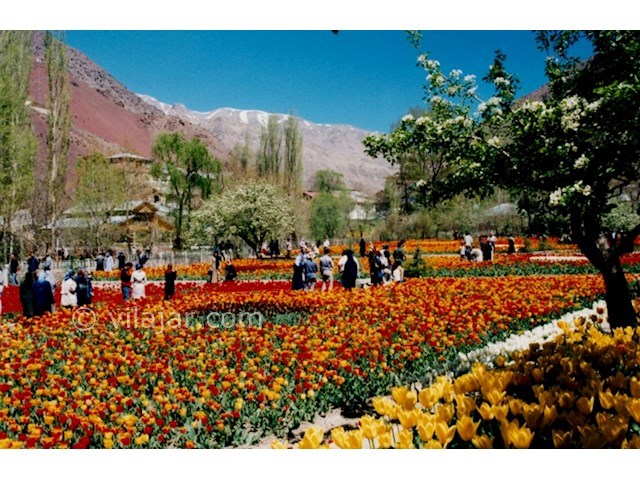 عکس اصلی شماره 2 - باغ لاله گچسر جاده چالوس