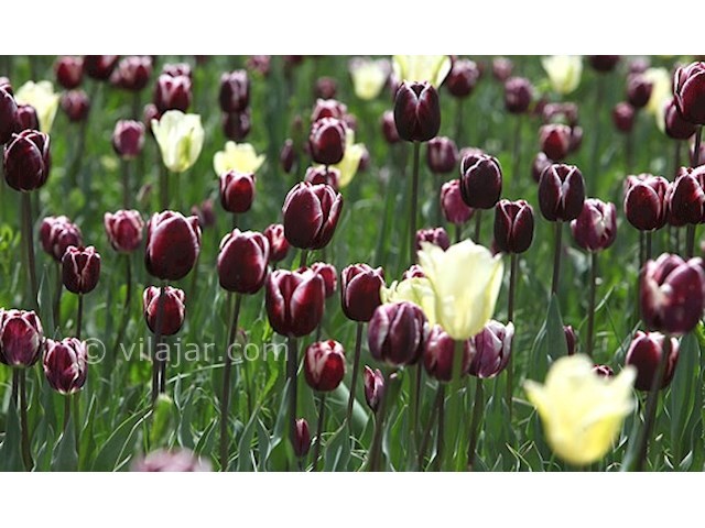 عکس شماره 3 - باغ لاله گچسر جاده چالوس