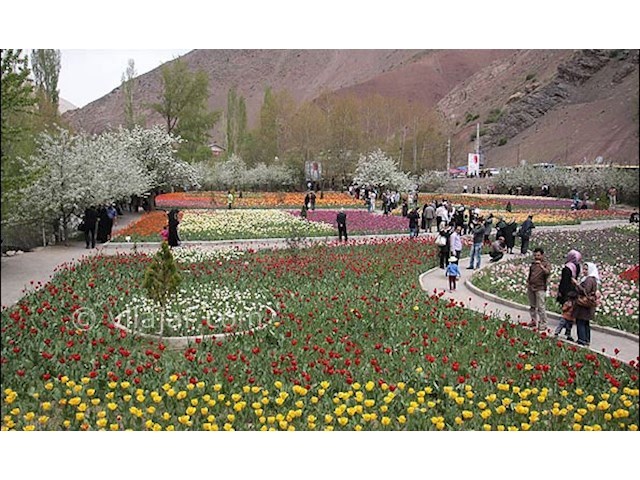 عکس شماره 4 - باغ لاله گچسر جاده چالوس