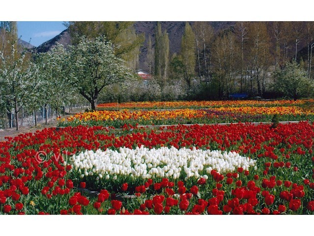 عکس شماره 5 - باغ لاله گچسر جاده چالوس