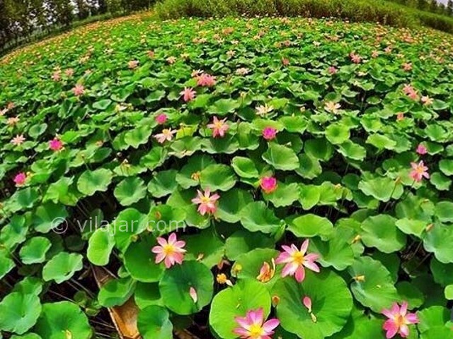 عکس شماره 3 - بوستان نیلوفر آبی آبندانسر