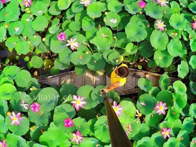 عکس شماره 4 - بوستان نیلوفر آبی آبندانسر