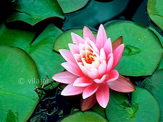 عکس شماره 5 - بوستان نیلوفر آبی آبندانسر