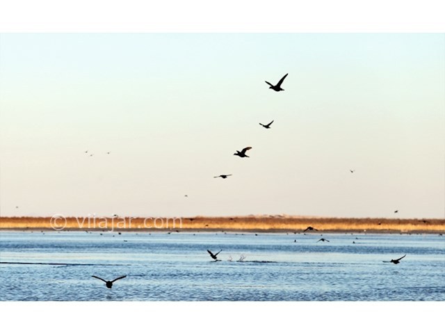 عکس شماره 3 - تالاب های گنبدکاووس