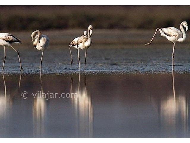 عکس شماره 4 - تالاب های گنبدکاووس