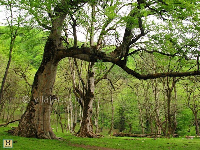 عکس شماره 3 - پارک جنگلی جوارم