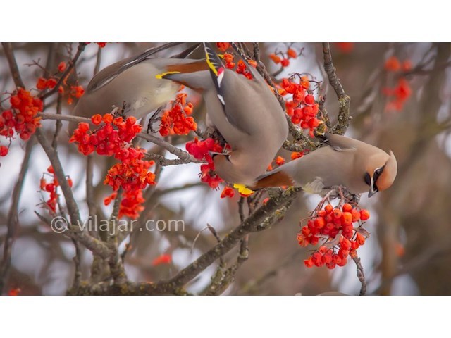عکس شماره 3 - باغ گیاه شناسی نوشهر