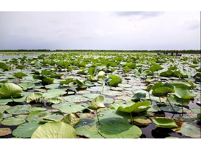 عکس شماره 3 - تالاب حمید آباد