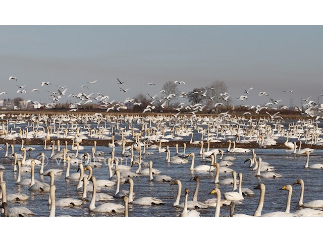 عکس شماره 3 - تالاب سرخرود