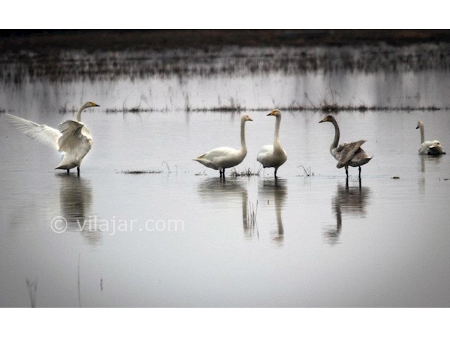 عکس شماره 5 - تالاب سرخرود