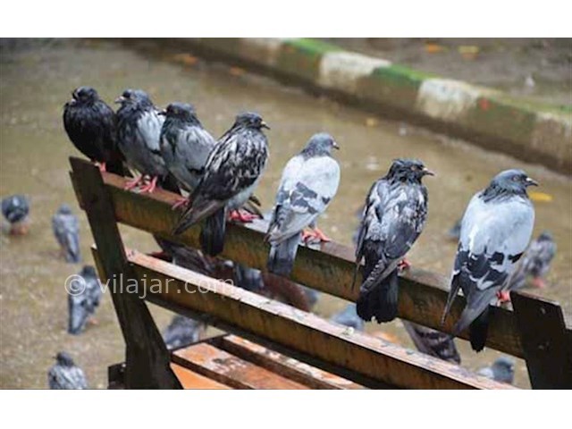 عکس شماره 4 - سبزه میدان رشت