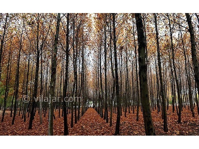 عکس شماره 4 - پارک جنگلی ناژوان