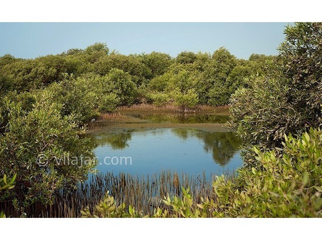 عکس شماره 3 - جنگل دریایی حرا