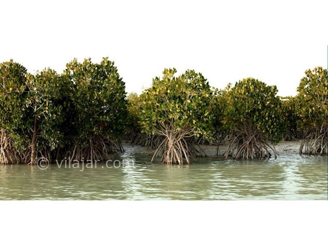 عکس شماره 4 - جنگل دریایی حرا