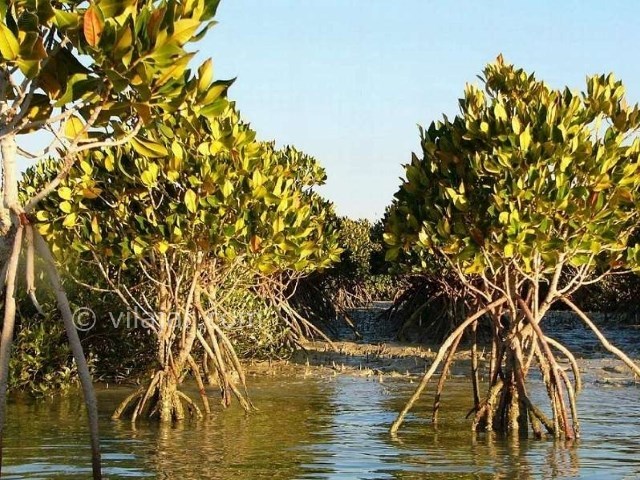 عکس شماره 6 - جنگل دریایی حرا