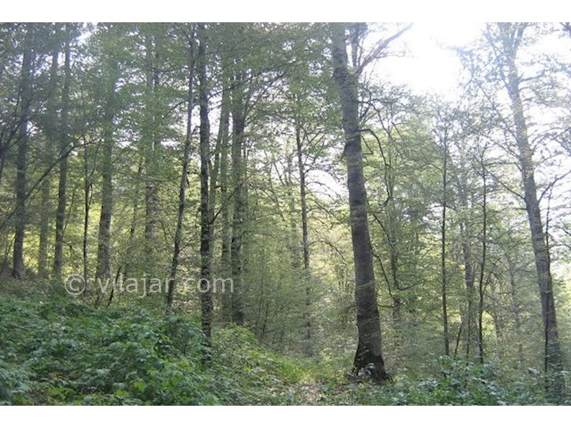 عکس شماره 3 - جنگل و آبشار بولا