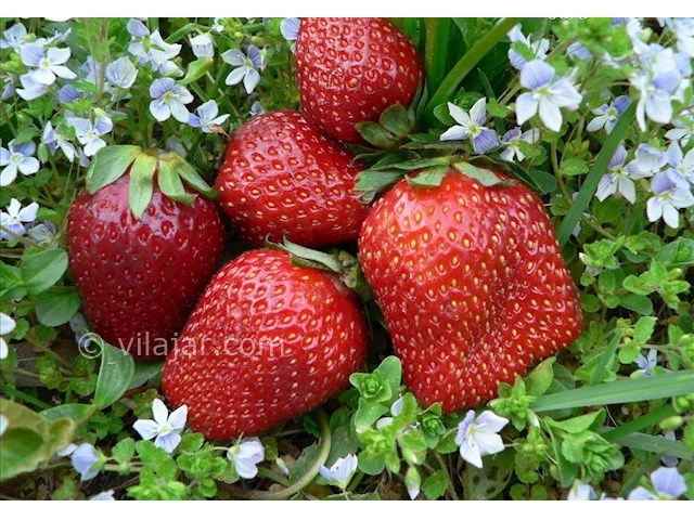 عکس شماره 3 - دهکده شفیع آباد گلستان