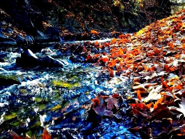 عکس شماره 3 - منطقه ییلاقی شاندیز مشهد