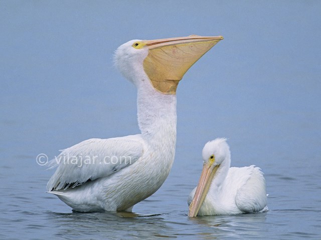 عکس شماره 3 - تالاب فریدونکنار