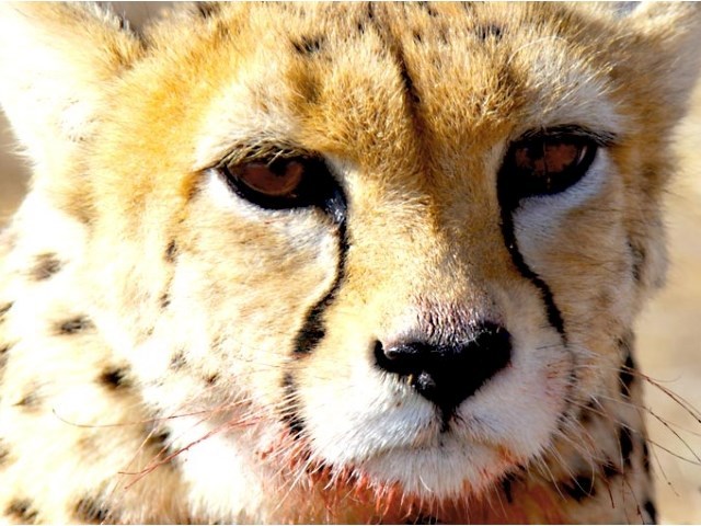 عکس شماره 3 - یوزپلنگ ایرانی