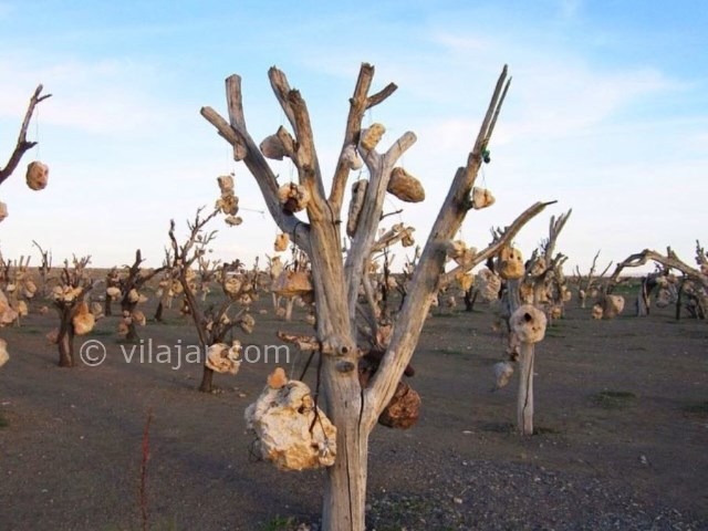 عکس شماره 4 - باغ سنگی سیرجان