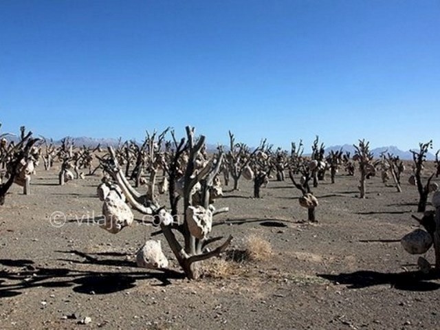 عکس شماره 5 - باغ سنگی سیرجان