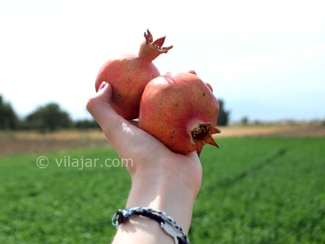 عکس شماره 5 - اکو کمپ متین آباد