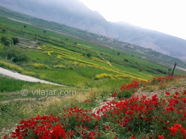 عکس شماره 4 - دشت سوسن