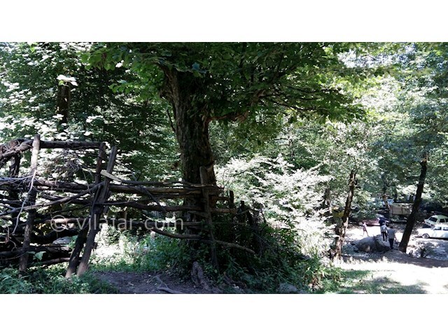 عکس شماره 7 - روستای جنگلی کیشون بن تالش