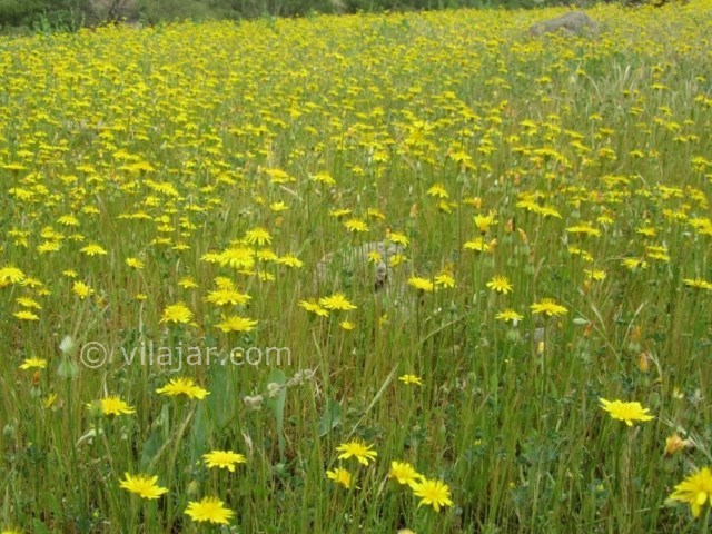 عکس شماره 5 - دره نی گاه