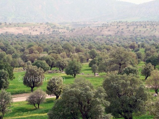 عکس شماره 6 - تَنگ رازیانه