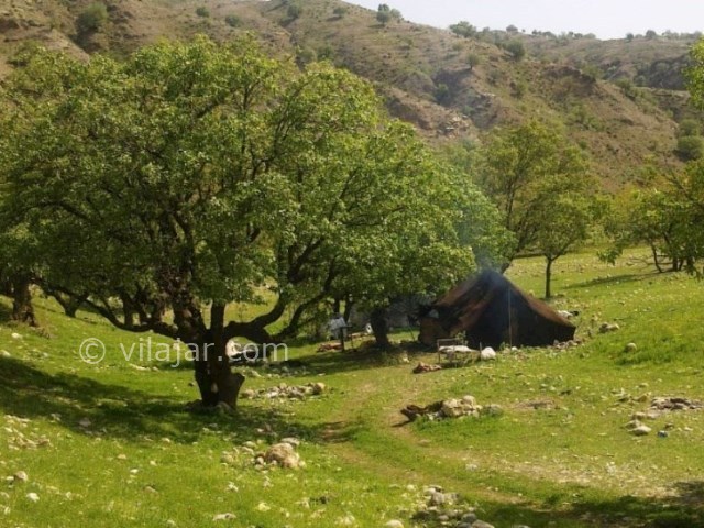 عکس شماره 9 - تَنگ رازیانه