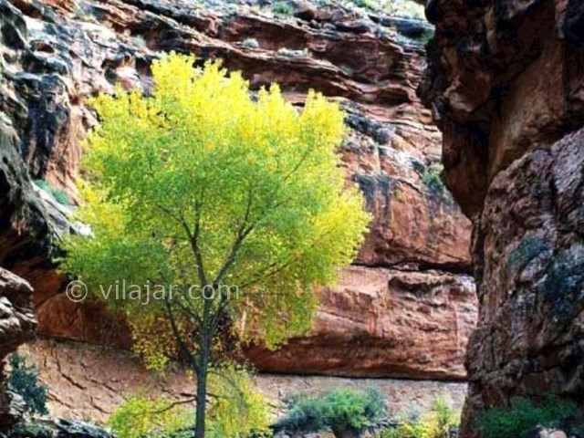 عکس شماره 10 - تَنگ رازیانه