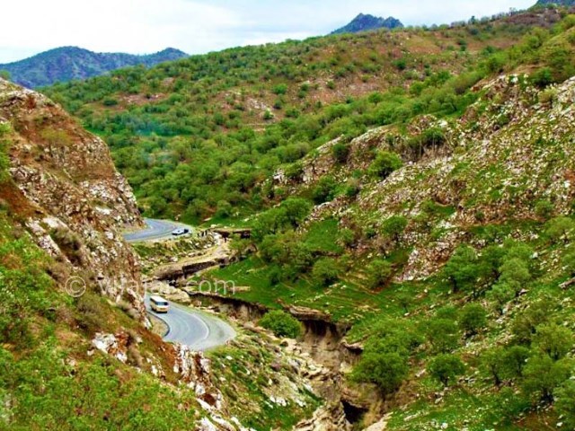 عکس شماره 14 - تَنگ رازیانه