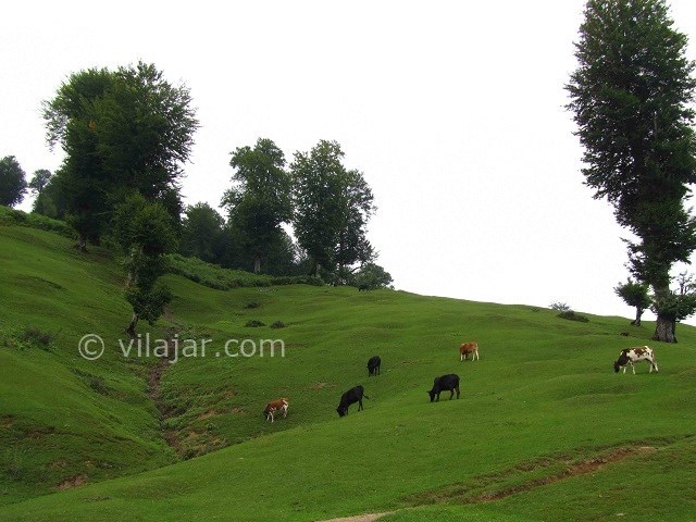 عکس شماره 3 - دهکده ییلاقی اولسبلنگاه