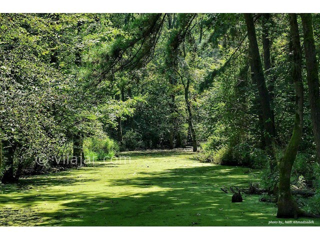 عکس شماره 3 - مرداب دیوک کلاردشت